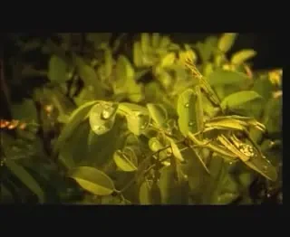 Ana Lesko a domesticit Cobra Sabin Ilie