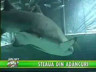 Steaua a coborat pe fundul oceanului