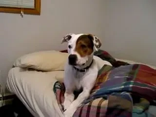 Cainii s-au apucat de hip-hop!