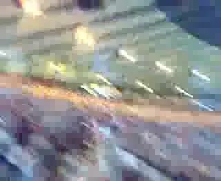 Fanii Sevillei cu sange latin!