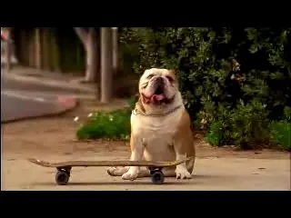 Skateboardingul, sport extrem pentru caini!