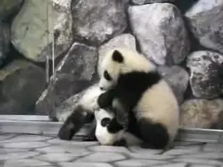 Si animalele fac wrestling: doi ursi panda ii fac concurenta lui John Cena