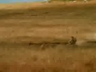 Incredibil! Omul bate fiara: Vezi aici cum cel mai rapid om din lume a intrecut ghepardul!