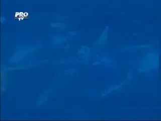 Figo, Zidane, Rivaldo si Raul vin la Bucuresti! Biletele pentru Seara Campionilor costa intre 10 si 200 de lei