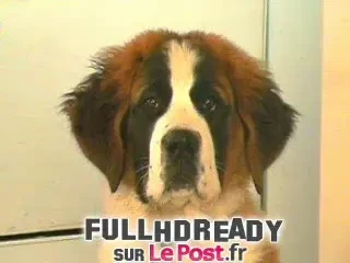 VIDEO / Vezi cum o cere Domenech in casatorie, in direct la M6, pe Estelle Denis!