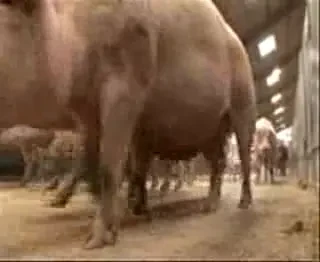 Peter Schmeichel, din portar in porcar!