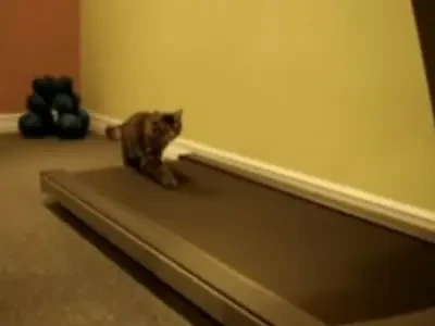 Vezi cum se antreneaza pisica lui Morosanu!