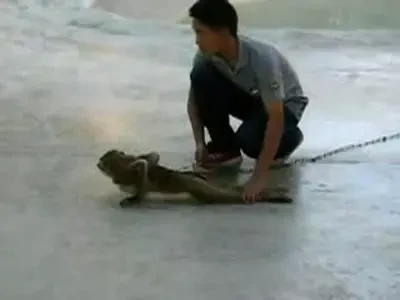 Clipul anului! Maimuta care face flotari ca Van Damme!