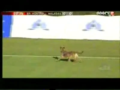 Un caine dribleaza mai tare decat Cristiano Ronaldo!