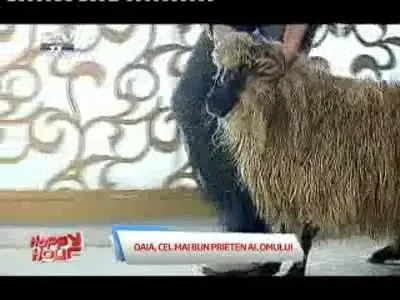 Becali a muls o oaie IN DIRECT la Happy Hour: De unde ati gasit-o asa slaba?