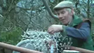 VIDEO / Oile cu leduri! Mai disciplinate ca Steaua, facute pentru spectacol!