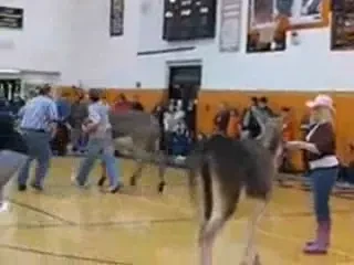 Am trait sa o vedem si pe asta: baschet calare pe magar!