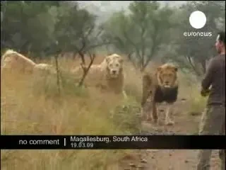 SUPER VIDEO: Joaca cu leii, un nou sport EXTREM?