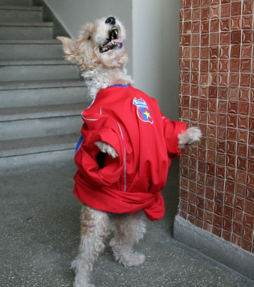 Poza senzationala! VEZI cum arata un caine stelist, inscris la concursul ProSport!_2