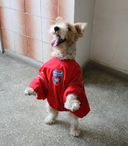 Poza senzationala! VEZI cum arata un caine stelist, inscris la concursul ProSport!_3