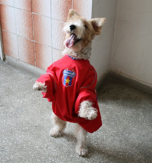 Poza senzationala! VEZI cum arata un caine stelist, inscris la concursul ProSport!_4