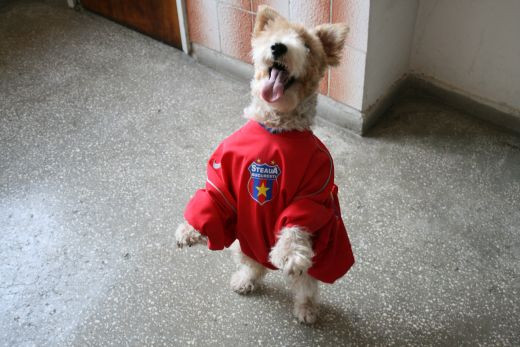 Poza senzationala! VEZI cum arata un caine stelist, inscris la concursul ProSport!_5