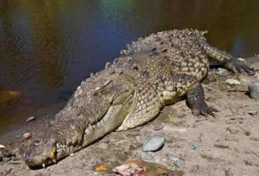 De la pipi pe teren la crocodili: vezi cele mai ciudate superstitii din fotbal_9