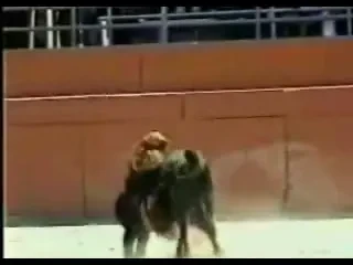 VIDEO socant! Un taur a incercat sa violeze o femeie todeador in arena! :))