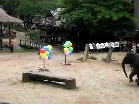 VIDEO! Senzational: Elefantul care joaca darts si nu rateaza niciodata!