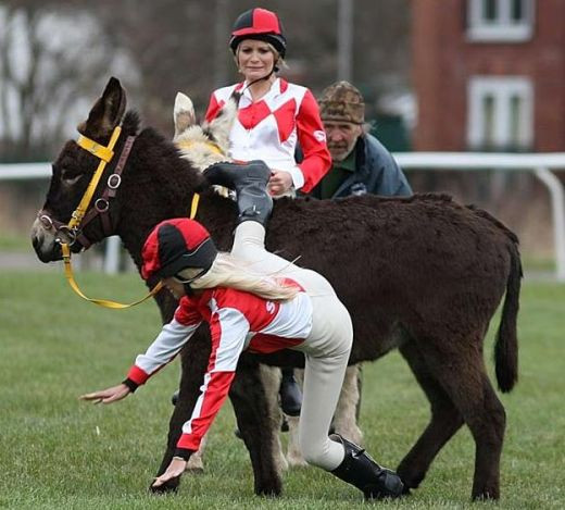 Calare pe magar...noul sport national din Anglia!