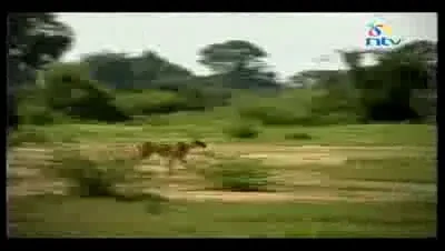 VIDEO: Cine e mai tare Bolt sau un ghepard? Vezi ultima provocare a lui Bolt!