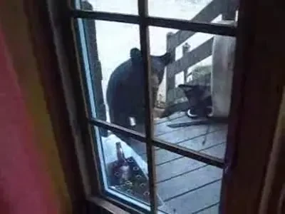 Pe asta nu ai vazut-o: un URS a fugit de frica unei...pisici! VIDEO: