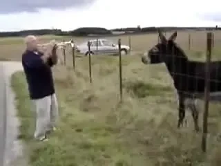 IREAL! Unii magari stiu sa joace baschet, altii sa cante! Vezi primul MAGAR care canta Jazz!