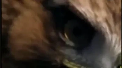 Urmeaza Liverpool! Naval 2-4 Benfica / VIDEO