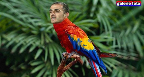 Becali despre jucatorii Stelei: 