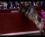 VIDEO INFIORATOR! Cu coarnele la gatul spectatorilor: un taur l-a ATACAT pe seful lui Atletico!