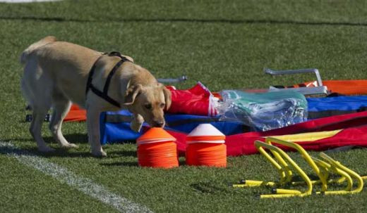 FOTO si VIDEO: Au venit cu totii sa-l vada pe Ronaldo! Nebunie la antrenamentul Portugaliei!_6