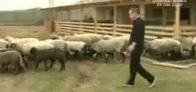 Bancher, patron de presa, patron de fotbal si oier Vezi primul episod din serialul Gigi Becali si oile sale
