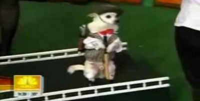 VIDEO: Un chihuahua a invatat sa joace golf!