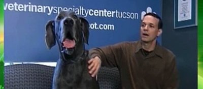 Dinamo si-a gasit mascota! VEZI cum arata cel mai mare caine din lume!