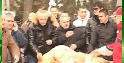 Pomana porcului la Otelul! Marius Stan, maestrul de ceremonii!