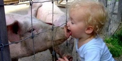 Se ingroasa gluma! Ministerul Sanatatii vrea sa interzica meciurile de frica gripei porcine!