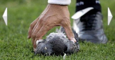 VIDEO de-ti sar FULGII! Ballack a luat la tinta o pasare!