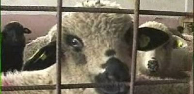 Gigi Becali, un cioban modern! Isi hraneste oile imbracat la 4 ace!