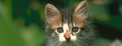 Pisica lui Morosanu se pregateste pentru JO! Vezi clip!