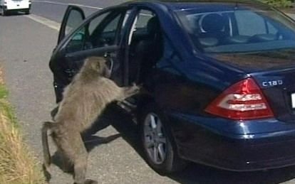 Parintii lui Peter Crouch, atacati de babuini in hotelul din Africa de Sud!