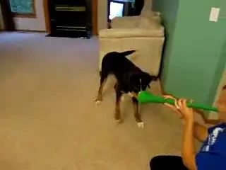 Razbunarea patrupezilor! Cainii urasc vuvuzele si nu se feresc sa o arate!