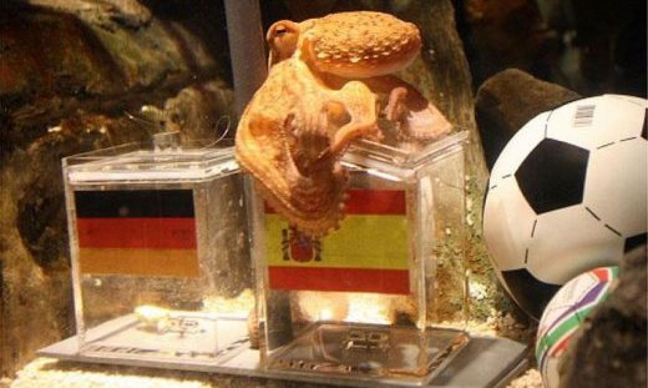 SOC in Germania! Caracatita prezicatoare a ales Spania in finala Cupei Mondiale!_1