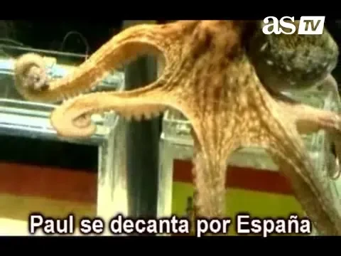 SOC in Germania! Caracatita prezicatoare a ales Spania in finala Cupei Mondiale!