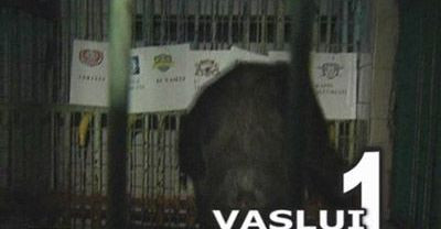 Caracatita Paul? Mai bine maimuta romaneasca! Maimuta Felix a ales ordinea la titlul in sezonul viitor :))