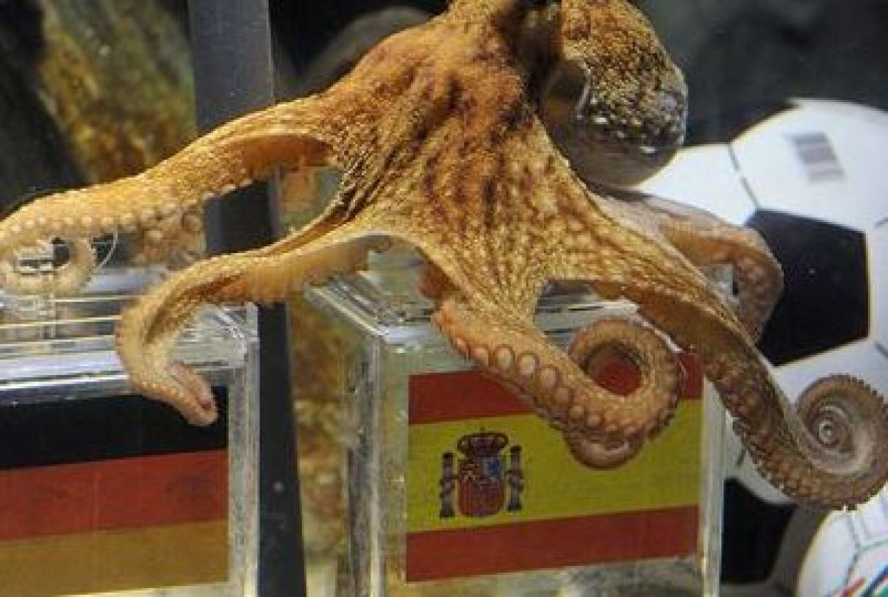 Caracatita Paul a avut dreptate in toate predictiile facute la Mondial! Ce va prezice vineri?_1