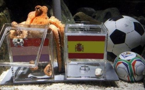 VIDEO! Caracatita prezicatoare Paul a decis: OLANDA va fi campioana mondiala!!! E facatura?