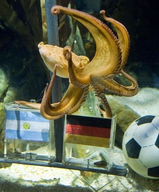 Caracatita Paul a reusit toate predictiile! Spaniolii: 