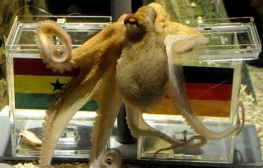 Caracatita Paul a reusit toate predictiile! Spaniolii: 