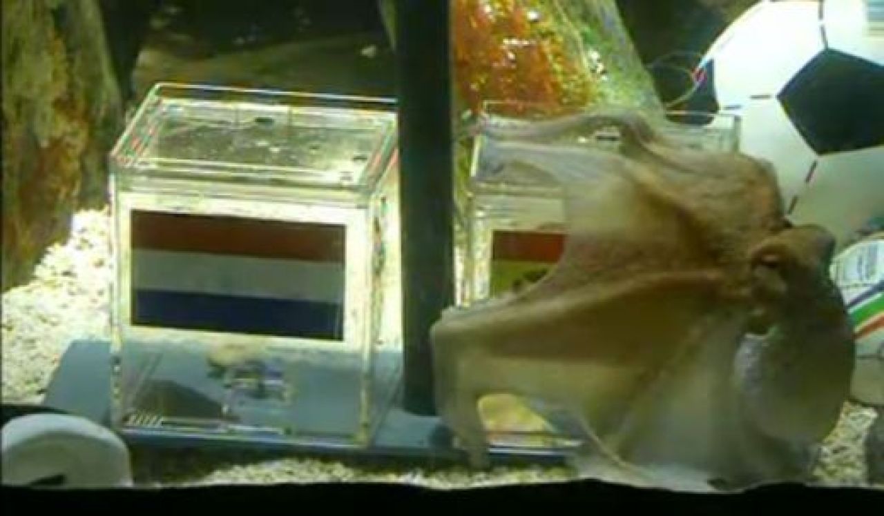 Caracatita Paul a reusit toate predictiile! Spaniolii: